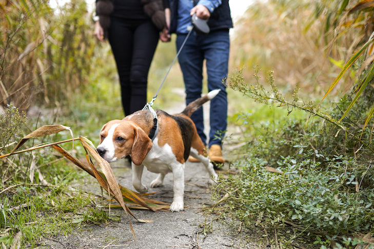 Dog Leash Automatic Retractable