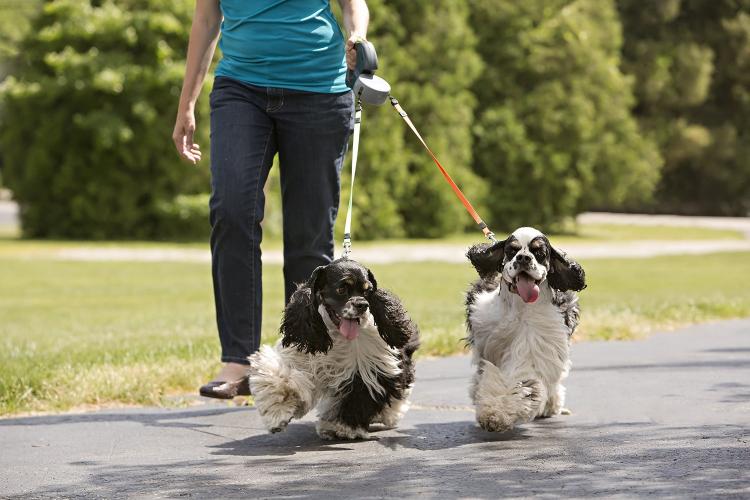 Double-ended Automatic Retractable Dog Leash 360°