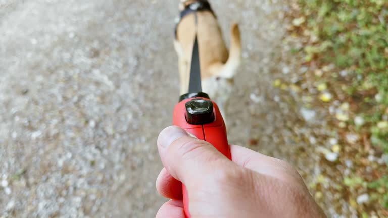 Dog Leash Automatic Retractable